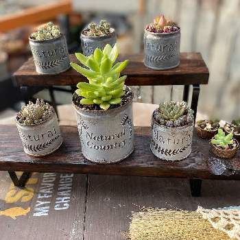 多肉植物,100均DIY,おうち園芸,ガーデニングdiy,リメ缶・リメ鉢の画像