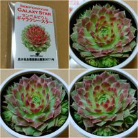 日曜日はセンペル,多肉植物,多肉男子, センペルビウムの画像