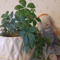 シュガーバイン,観葉植物,葉っぱ,福岡,部屋の画像