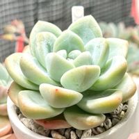アイスグリーン,成長記録 アイスグリーン,多肉男子,むっちり♡ぷくぷく♡,多肉植物園ナイト営業中✩.*˚の画像