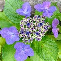 アジサイ,ガクアジサイ,紫陽花,初心者,挿し木の画像
