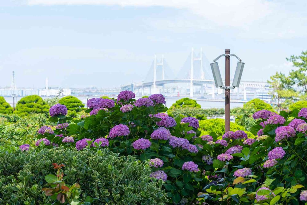 【公式】ガーデンネックレス横浜さんの港の見える丘公園への投稿