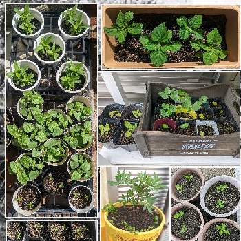 手作り,挿し芽,子育て,かわいい♡,寄せ植えの画像