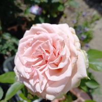 ばら バラ 薔薇,お花が好き,薔薇愛同盟,私の小庭,バラの小庭の画像