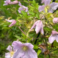 クレマチス　エンテル,植物のある暮らし,育てる楽しみ,ピンクの花,庭の花の画像