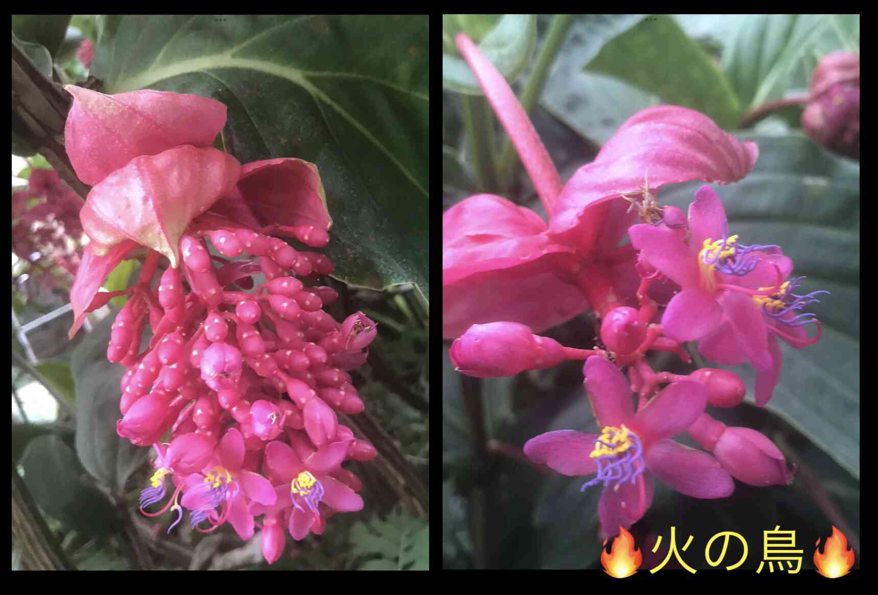 メディニラ火の鳥　　大苗蕾あり メディニラ 火の鳥の一覧｜🍀GreenSnap（グリーンスナップ）