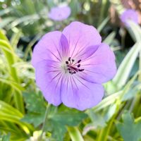 ゲラニウム アズールラッシュ,ゲラニウム,斑入りヤブラン,富山支部,花壇の画像