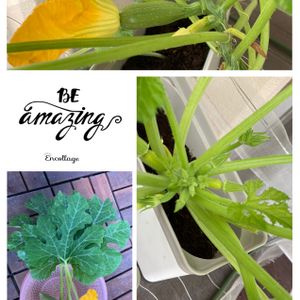 水耕栽培,種から,野菜 水耕栽培,無農薬野菜, ズッキーニの画像