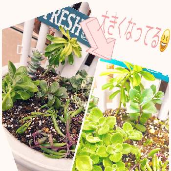 の画像