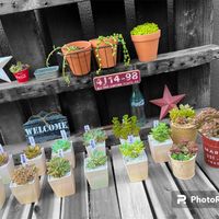 多肉植物いろいろ,ドルフィンネックレス,グリーンネックレス,黄金細葉万年草,モイストの画像