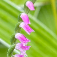 ネジバナ,花壇,ガーデニング,ラン科,山野草の画像