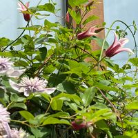 クレマチス　エールフクシマ,かわいい子❤️,バラ初心者,my garden,庭の花の画像