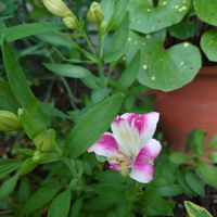ツワブキ,アルストロメリア,庭の花,地植え,田舎暮らしの画像