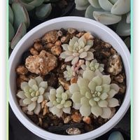 ミックスベリア ちょこん,多肉植物,多肉大好き,寄せ植え,しぞーか勢の画像