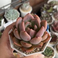 ラウリンゼxロメオ,ラウリンゼxロメオ,多肉中毒,多肉植物,みどりのある暮らしの画像