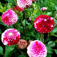 ダリア,地植え,小さな庭の画像