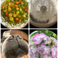 タンポポの綿毛,ウズアジサイ,ワンワンの鼻,紫陽花 おたふく,コケサンゴの画像