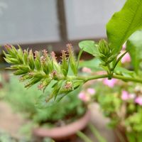 ルリマツリ,金曜日の蕾たち,花咲く乙女たち♡,キュンキュン乙女倶楽部,楽しもう2023♡の画像
