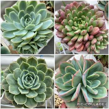 ムーンフェアリー,ピンクルルビー,オンスロー,ルエラ,多肉植物の画像