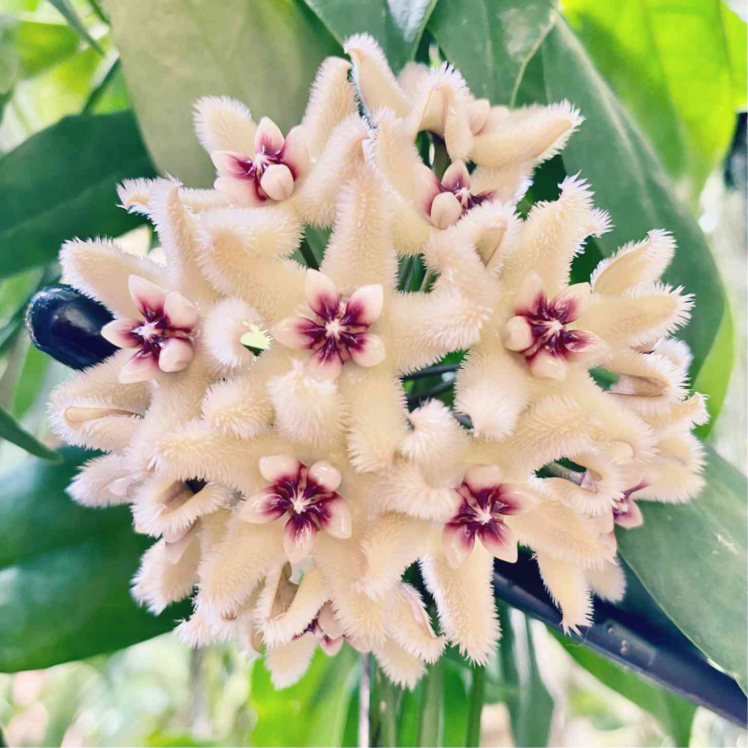 ホヤ ブオティの一覧|🍀GreenSnap(グリーンスナップ) ホヤ ブオティの一覧|🍀GreenSnap(グリーンスナップ)