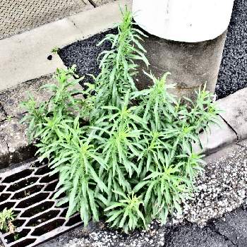 雑草図鑑,花咲く雑草,美人さん♡,雑草魂,雑草だけどカワイイの画像