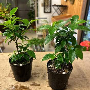 多肉植物,観葉植物,GREEN JAM,foliageplant,　ガジュマルの画像