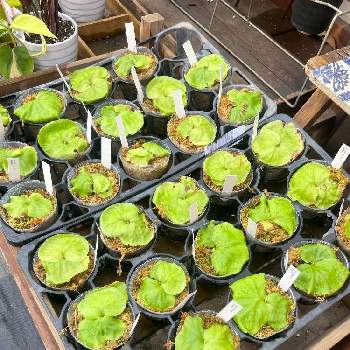 多肉植物,パキポディウム属,サボテン科,洋蘭,エアープランツ☆の画像