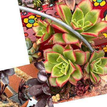 セダム属,クリームソーダ,多肉植物,観葉植物,植物のある暮らしの画像