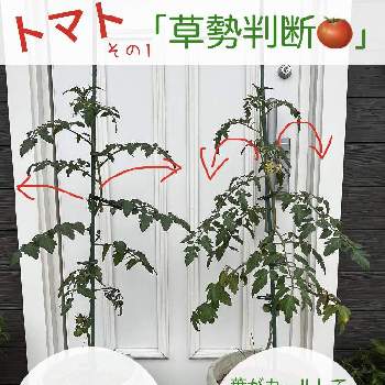 獅子柚子,鬼柚子,おにゆず,鬼ゆず,たねからの幸せの画像