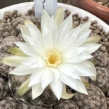 ディスコカクタス　ブエネケリー,お部屋に,多肉植物,スマホ撮影,家庭の画像