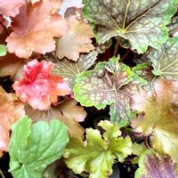 ヒューケラ,庭のある暮らし,初めての花♡,シェードガーデンの画像