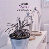 多肉植物,ディッキア,鳥籠,ベンチ,no green no lifeの画像