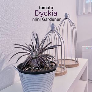 多肉植物,ディッキア,鳥籠,ベンチ,no green no lifeの画像