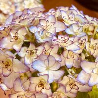 アジサイ,紫陽花  メロウピンク,かわいい,楽しみ〜,花のある暮らしの画像