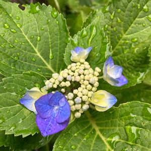 紫陽花,花のある暮らし,ハンドメイド雑貨,和洋折衷,ドライフラワーの素材の画像