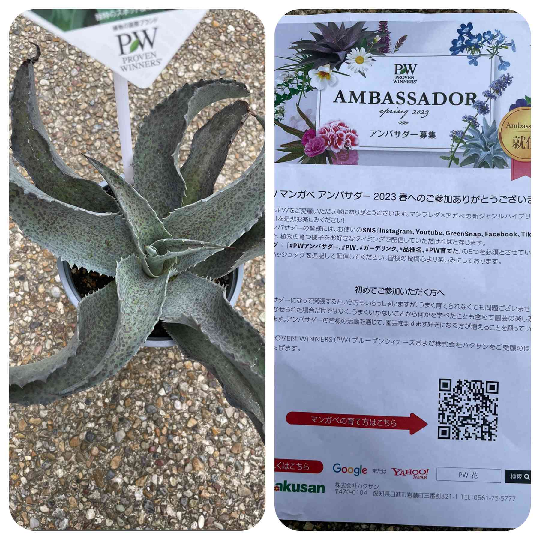 ABE アンバサダー☆ adidas SAMBA JANE W｜BILLY'S ENT 公式通販