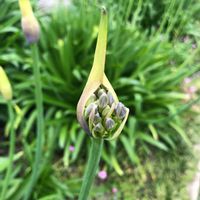 アガパンサス,花のある暮らし,お写ん歩,公園散歩,平和を願う☆の画像