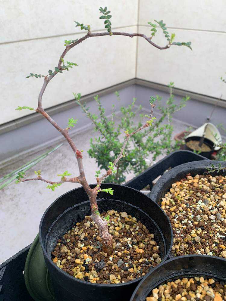 コミフォラモンストローサ commiphora monstrosa｜🍀GreenSnap