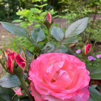 バラ　ノスタルジー,可愛い,ピンク系,ばら 薔薇 バラ,鉢植えの画像