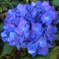 アジサイ,美しき青きドヨウ,花のある幸せ,幸福の青い花,素敵な週末をの画像