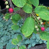 ミセバヤ,ジューンベリー,スマホ撮,食べられる実,耐寒性植物の画像