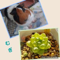 多肉植物,植物のある暮らし,モルモット,植物大好き,多肉植物のある暮らしの画像