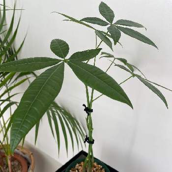 三つ編みパキラ,職場の緑化委員会,観葉植物初心者,植欲旺盛,職場の片隅の画像