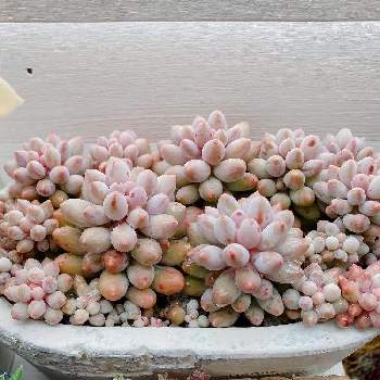 セダム属,クリームソーダ,多肉植物,観葉植物,植物のある暮らしの画像