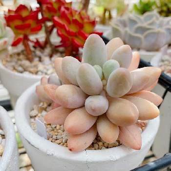 セダム属,クリームソーダ,多肉植物,観葉植物,植物のある暮らしの画像