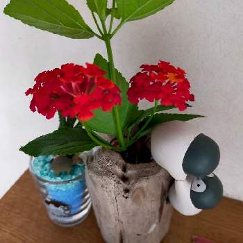 ランタナ,花の撮影,試験管,季節のお花,流木の画像