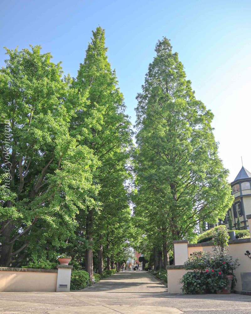 ヒガ君さんの山手イタリア山庭園への投稿