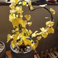 アフリカ亀甲竜,観葉植物,塊根植物,コーデックス,窓辺の画像