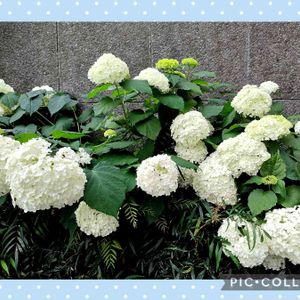 紫陽花 アジサイ あじさい,花のある暮らし,緑のある暮らし,綺麗,植栽の画像