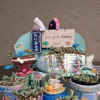 TAIYOさんのお魚さんピック,TAIYOさんのお魚さん鉢,るるさんの手作り雑貨,繋がりに感謝✨,サニコさんのハコフグリメ缶の画像